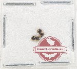 Scientific lot no. 153 Coccinelidae (4 pcs)