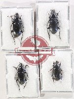 Scientific lot no. 897 Carabidae (4 pcs A, A-, A2)