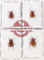Scientific lot no. 246 Melolonthinae (4 pcs)