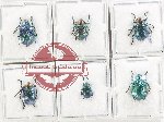 Scientific lot no. 637 Chrysomelidae (6 pcs A, A-, A2)