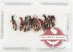 Scientific lot no. 182 Staphylinidae (10 pcs)