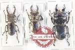 Scientific lot no. 32 Lucanidae (3 pcs A2)