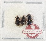 Scientific lot no. 908 Carabidae (3 pcs)