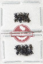 Scientific lot no. 650 Chrysomelidae (20 pcs)