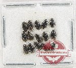 Hydrophilidae Scientific lot no. 354 (15 pcs)