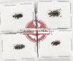 Helotidae Scientific lot no. 41 (4 pcs A, A-, A2)