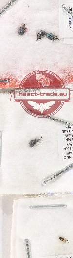 Scientific lot no. 1018 Curculionidae (Apion spp.) (5 pcs)