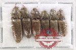 Scientific lot no. 244 Elateridae (6 pcs)