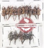 Scientific lot no. 153 Dermaptera (15 pcs)