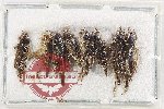 Scientific lot no. 67 Orthoptera (8 pcs)