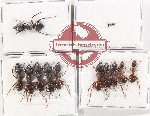 Scientific lot no. 44 Formicidae (12 pcs)