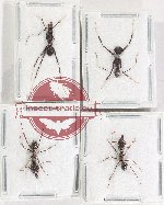 Scientific lot no. 49 Formicidae (4 pcs)
