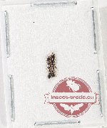 Scientific lot no. 47 Formicidae (2 pcs)