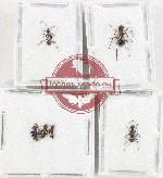 Scientific lot no. 50 Formicidae (6 pcs)