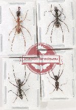 Scientific lot no. 48 Formicidae (4 pcs)