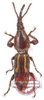 Brenthidae sp. 30