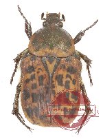 Atrichelaphinis nigrina