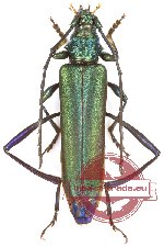 Aphrodisium gibbicolle