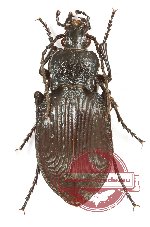 Carabus (Pachystus) preslii (2 pcs)