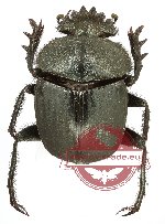 Scarabaeus sp. 4