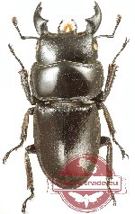 Dorcus rama