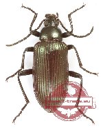Tenebrionidae sp. 132