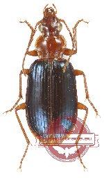 Carabidae sp. 69