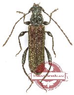Callimus angulatus glabrescens