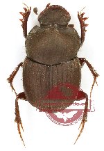 Onthophagus sp. 30