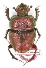 Phalops sp. 1 (4 pcs A2)