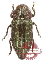 Dicercomorpha albosparsa