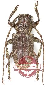 Coptops sp. 13 (5 pcs)