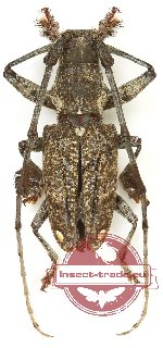 Imantocera sumbaensis Franz, 1972 (A2)