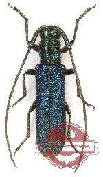 Agapanthia violacea (A-)