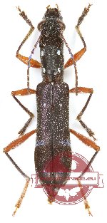 Sclethrus borneensis (A2)