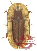 Tenebrionidae sp. 133