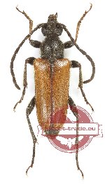 Pseudovadonia livida (10 pcs)