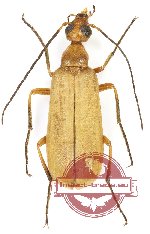 Meloidae sp. 9