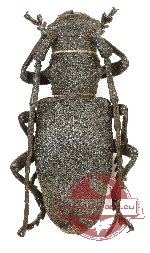 Morimus asper graecus