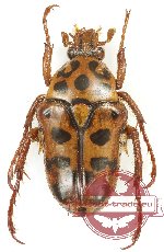 Neorhina punctata (A2)