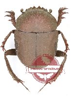 Gymnopleurus sp. 20 (5 pcs)