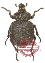 Curculionidae sp. 159