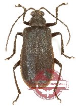 Chrysomelidae sp. 82 (10 pcs)