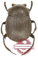 Canthonini sp. 8 (5 pcs)