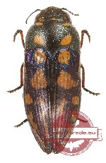 Astraeus (Depolus) dedariensis