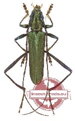 Chelidonium violaceimembris