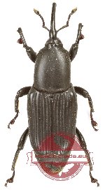 Curculionidae sp. 169