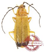 Cantharidae sp. 17