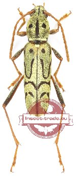 Xylotrechus contortus