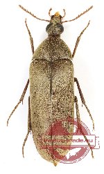 Rhipiphoridae sp. 11 (5 pcs)